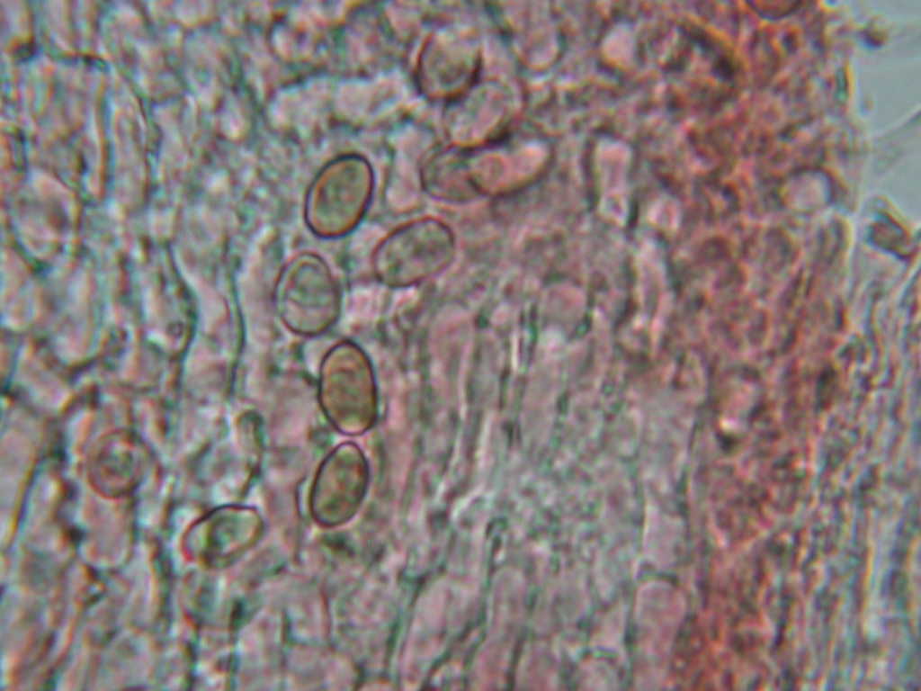 Sotto Alnus glutinosa...(cfr. Inocybe squarrosa)